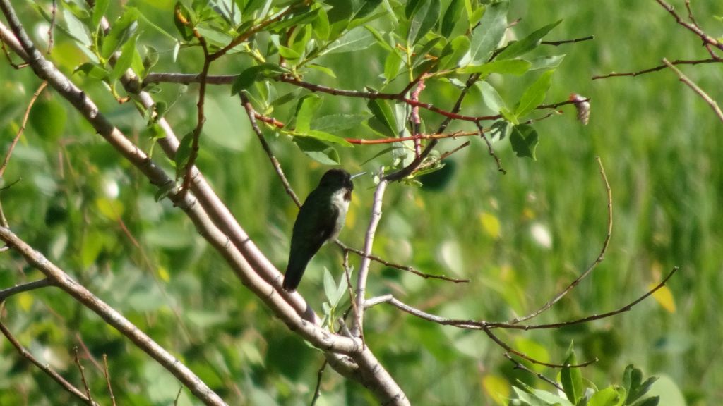 Bird on the nature trail