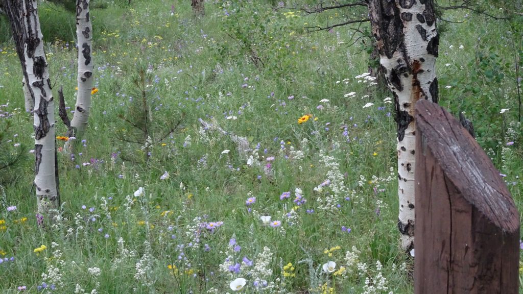 Looking into meadow from nature trail