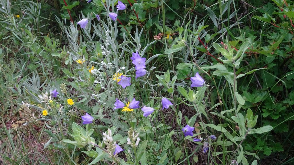 Wild flowers during nature walk