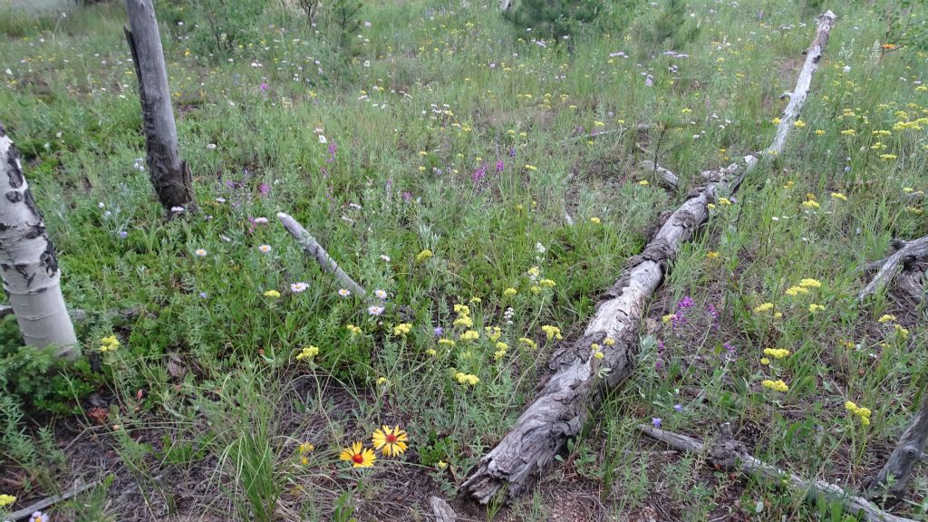 Flowery meadow on nature walk